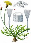 Herbst-Schuppenlöwenzahn - Scorzoneroides autumnalis (L.) Moench 