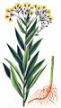 Fluß-Greiskraut - Senecio sarracenicus L.