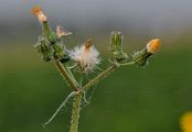 Acker-Gänsedistel - Sonchus arvensis L.