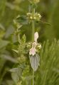 Aufrechter Ziest - Stachys recta L.