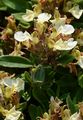 Berg-Gamander - Teucrium montanum L.