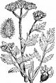 Greater Bur-Parsley - Turgenia latifolia (L.) Hoffm.
