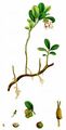 Preiselbeere - Vaccinium vitis-idaea L.