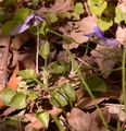 Hain-Veilchen - Viola riviniana Rchb.