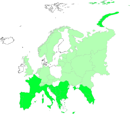 Pisum sativum
