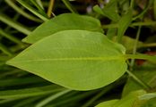 Gewöhnlicher Froschlöffel - Alisma plantago-aquatica L.