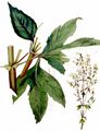 Dreilappige Ambrosie - Ambrosia trifida L.