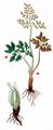Leather Grapefern - Botrychium multifidum (S. G. Gmel.) Rupr.