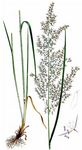 Purpur-Reitgras - Calamagrostis rivalis H. Scholz 