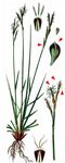 Finger-Segge - Carex digitata L. 