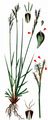 Fingered Sedge - Carex digitata L.