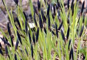 Wiesen-Segge - Carex nigra (L.) Reichard
