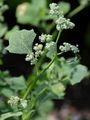Grey Goosefoot - Chenopodium opulifolium W. D. J. Koch & Ziz