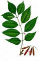 Red Ash - Fraxinus pennsylvanica Marshall