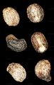 Glaucous Bedstraw - Galium glaucum L.