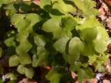 Echtes Leberblümchen - Hepatica nobilis Schreb.