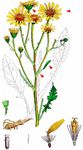 Spreizendes Wasser-Greiskraut - Jacobaea erratica (Bertol.) Fourr. 