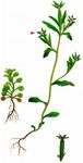Kleiner Frauenspiegel - Legousia hybrida (L.) Delarbre 