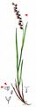 Wood Melick - Melica uniflora Retz.