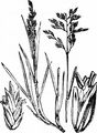 Einjähriges Rispengras - Ochlopoa annua (L.) H. Scholz