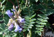Berg-Fahnenwicke - Oxytropis jacquinii Bunge