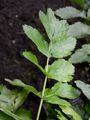 Gemüse-Pastinak - Pastinaca sativa L.