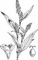 Floh-Knöterich - Persicaria maculosa Gray