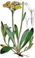 Wiesen-Habichtskraut - Pilosella caespitosa (Dumort.) P. D. Sell & C. West