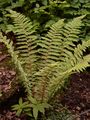 Braun's Hollyfern - Polystichum braunii (Spenn.) Fée