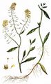 Wasser-Sumpfkresse - Rorippa amphibia (L.) Besser