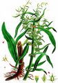 Marsh Dock - Rumex palustris Sm.