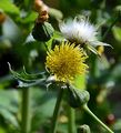 Rauhe Gänsedistel - Sonchus asper (L.) Hill