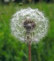 Wiesen-Löwenzähne - Taraxacum sect. Taraxacum F. H. Wigg.
