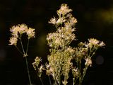 Gelbe Wiesenraute - Thalictrum flavum L.