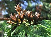 Thuja plicata (Riesen-Lebensbaum) - Zapfen