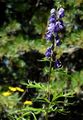 Gescheckter Eisenhut - Aconitum variegatum L.