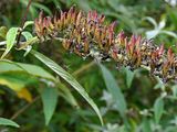 Butterfly-Bush - Buddleja davidii Franch.