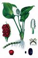 Bog Arum - Calla palustris L.