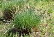 Steife Segge - Carex elata All.