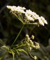 Gold-Kälberkropf - Chaerophyllum aureum L.