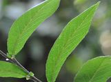 Medlar - Crataegus germanica (L.) Kuntze