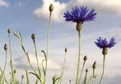 Kornblume - Cyanus segetum Hill