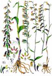 Kleinblättrige Stendelwurz - Epipactis microphylla (Ehrh.) Sw. 