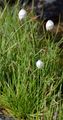 Scheuchzers Wollgras - Eriophorum scheuchzeri Hoppe