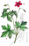 Sumpf-Storchschnabel - Geranium palustre L. 