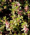 Sea-Milkwort - Glaux maritima L.