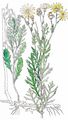 Raukenblättriges Greiskraut - Jacobaea erucifolia (L.) G. Gaertn. & al.