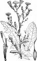 Kompaß-Lattich - Lactuca serriola L.