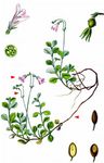 Moosglöckchen - Linnaea borealis L. 