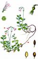 Twinflower - Linnaea borealis L.
